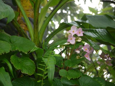 Begonia concanensis, photographed by Dinesh Valke