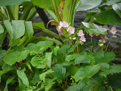 Begonia concanensis, photographed by Dinesh Valke