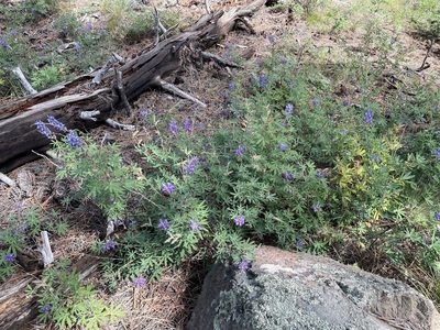 Lupinus argenteus, photographed by lejones417