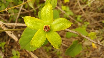 Gonolobus erianthus, photographed by Liliana Ramírez-Freire