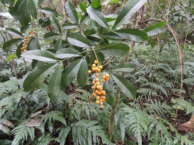 Forchhammeria trifoliata, photographed by Neptalí Ramírez Marcial