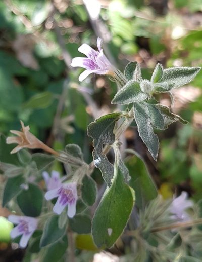 Dyschoriste hirsutissima, photographed by Eugenio Padilla