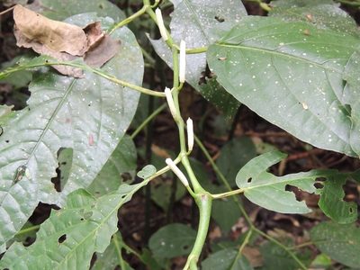 Piper glabrescens, photographed by Neptalí Ramírez Marcial