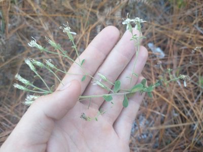 Sericocarpus tortifolius