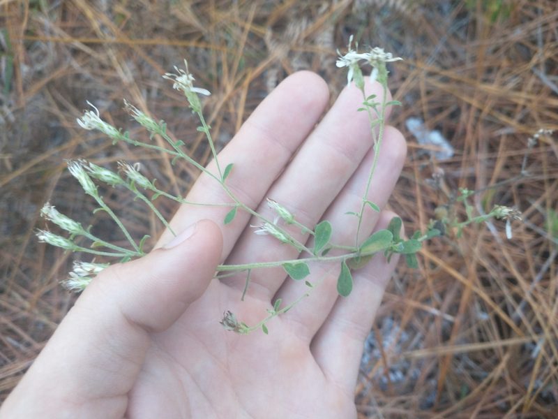 Sericocarpus tortifolius, photographed by Drew Meyer