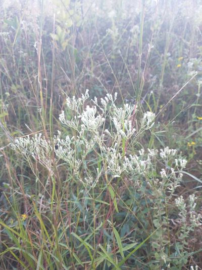 Eupatorium leucolepis, photographed by Drew Meyer