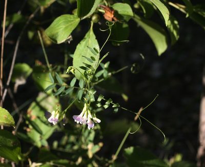 Vicia biennis, photographed by Oleg Kosterin