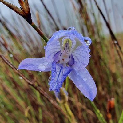 Disa purpurascens, photographed by Corli du Toit Smith