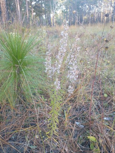 Liatris elegans, photographed by Drew Meyer