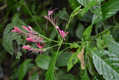 Lepidagathis chiapensis, photographed by Neptalí Ramírez Marcial