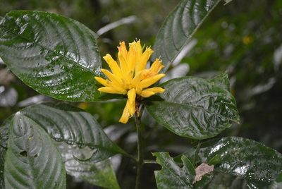 Justicia fimbriata, photographed by Neptalí Ramírez Marcial