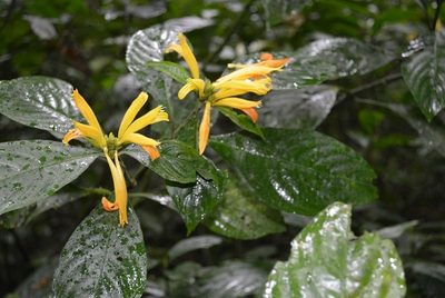 Justicia fimbriata, photographed by Neptalí Ramírez Marcial