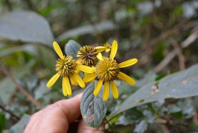 Verbesina neriifolia, photographed by Neptalí Ramírez Marcial