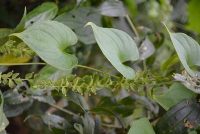 Dioscorea carpomaculata, photographed by Neptalí Ramírez Marcial