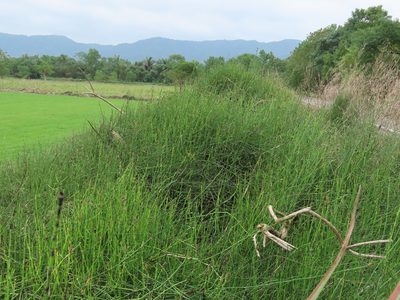 Equisetum ramosissimum, photographed by chiuluan