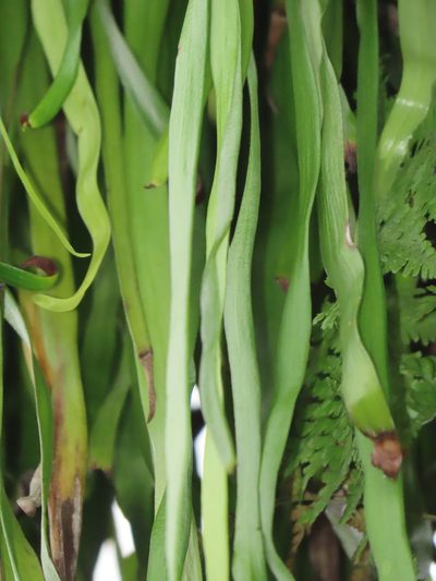 Haplopteris elongata, photographed by chiuluan