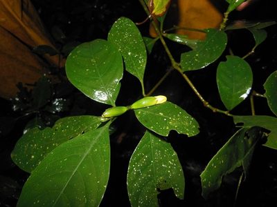 Spathacanthus hahnianus, photographed by Neptalí Ramírez Marcial