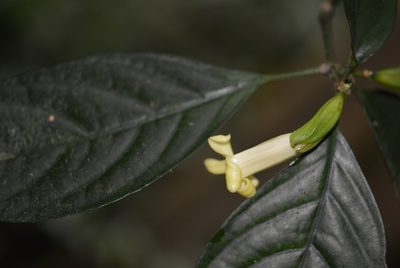 Spathacanthus hahnianus, photographed by Neptalí Ramírez Marcial
