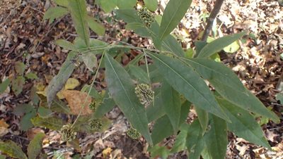 Verbesina alternifolia, photographed by John Abrams