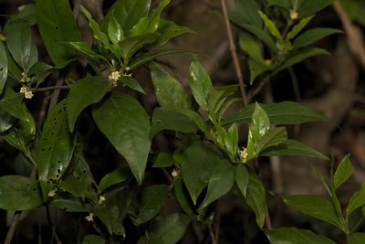 Alleizettella leucocarpa, photographed by portioid