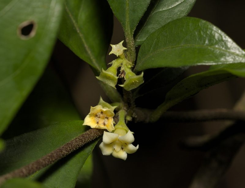 Alleizettella leucocarpa, photographed by portioid