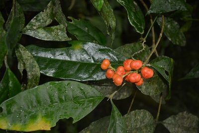 Bunchosia biocellata, photographed by Neptalí Ramírez Marcial