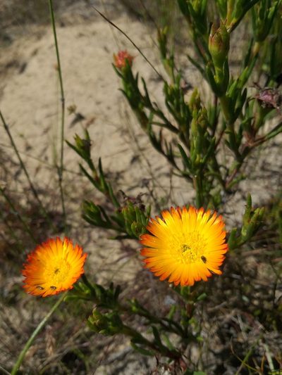 Lampranthus fergusoniae, photographed by kevin koen