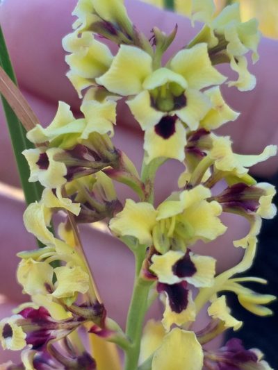 Tritoniopsis parviflora, photographed by kevin koen