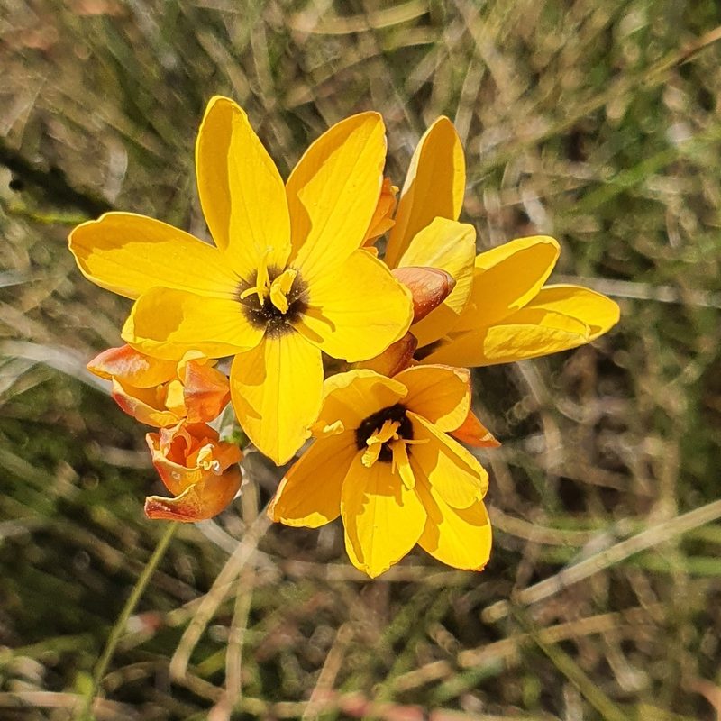 Ixia dubia, photographed by Corli du Toit Smith