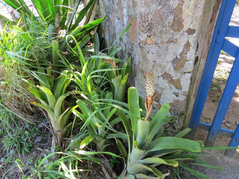 Aechmea maasii, photographed by Victor Farjalla Pontes