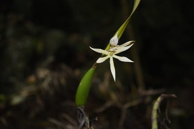 Prosthechea baculus, photographed by Neptalí Ramírez Marcial