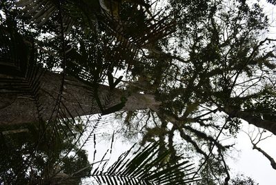Quercus lancifolia, photographed by Neptalí Ramírez Marcial
