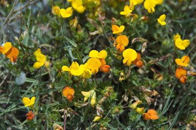 Lotus alpinus, photographed by Paul Asman