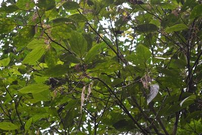 Myriocarpa bifurca, photographed by Neptalí Ramírez Marcial