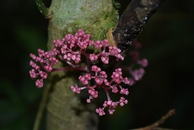 Urera elata, photographed by Neptalí Ramírez Marcial