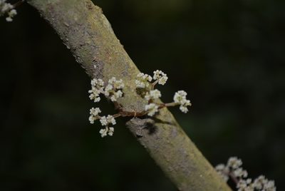 Urera elata, photographed by Neptalí Ramírez Marcial