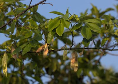 Dalbergia benthamii, photographed by portioid