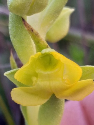 Pterygodium afrum, photographed by kevin koen