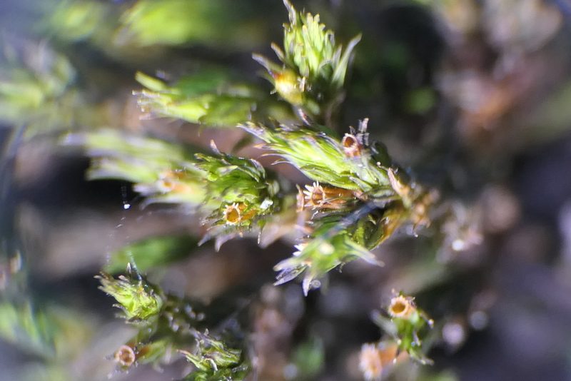 Lewinskya rupestris, photographed by Rafael Medina
