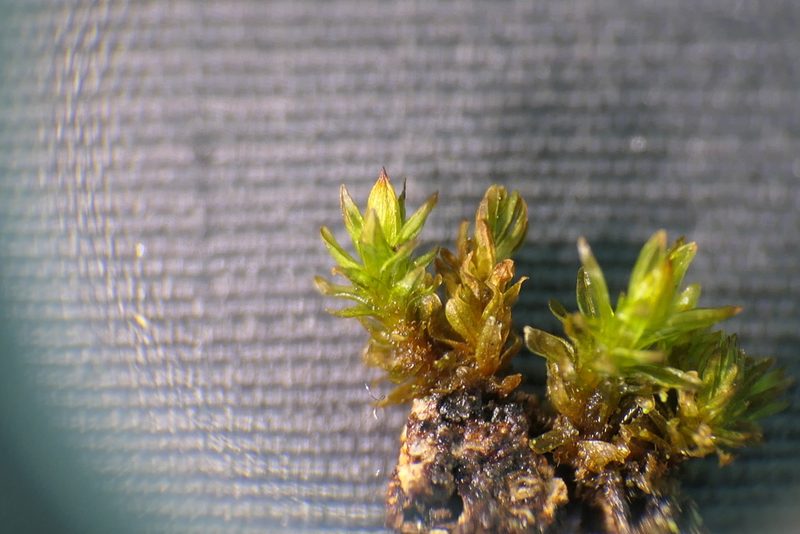 Orthotrichum macrocephalum, photographed by Rafael Medina