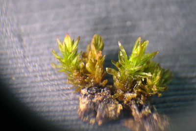 Orthotrichum macrocephalum, photographed by Rafael Medina