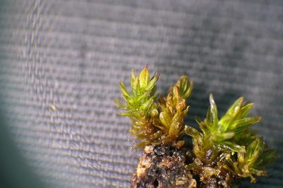 Orthotrichum macrocephalum, photographed by Rafael Medina