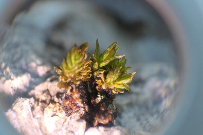 Orthotrichum macrocephalum, photographed by Rafael Medina