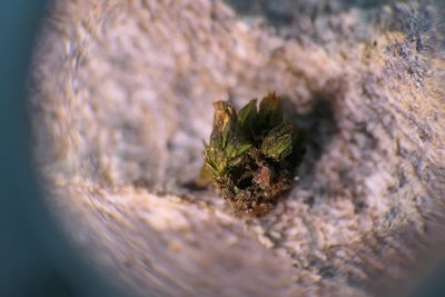 Orthotrichum macrocephalum, photographed by Rafael Medina