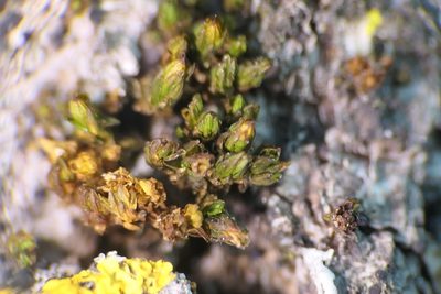 Orthotrichum macrocephalum, photographed by Rafael Medina