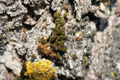 Orthotrichum macrocephalum, photographed by Rafael Medina