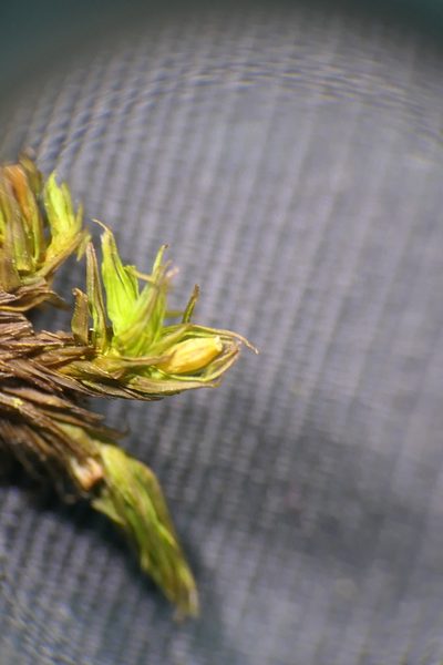Lewinskya acuminata, photographed by Rafael Medina