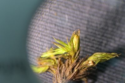 Lewinskya acuminata, photographed by Rafael Medina