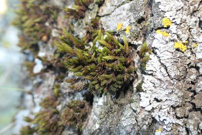 Lewinskya acuminata, photographed by Rafael Medina