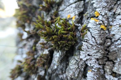 Lewinskya acuminata, photographed by Rafael Medina